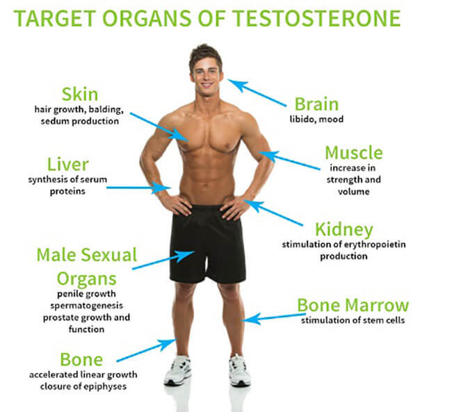 Bổ sung hormone nội tiết tố testosteron cải thiện rối loạn cương dương